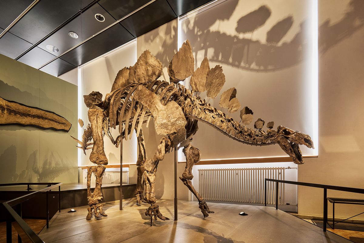 24 Bögen Dinosaurier-Aufkleber – Tolle Motive Für Kinderpartys & Basteleien