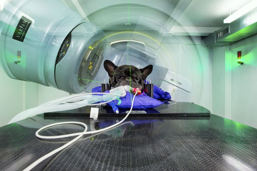 Ein Hund liegt in Narkose in der Röhre und wird vom Bestrahlungsgerät bestrahlt.