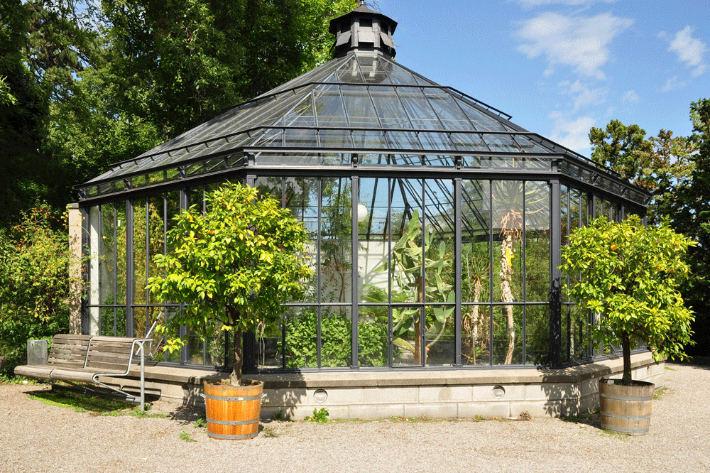 The picture shows an older greenhouse, with two small flowers in the foreground and blue skies in the background