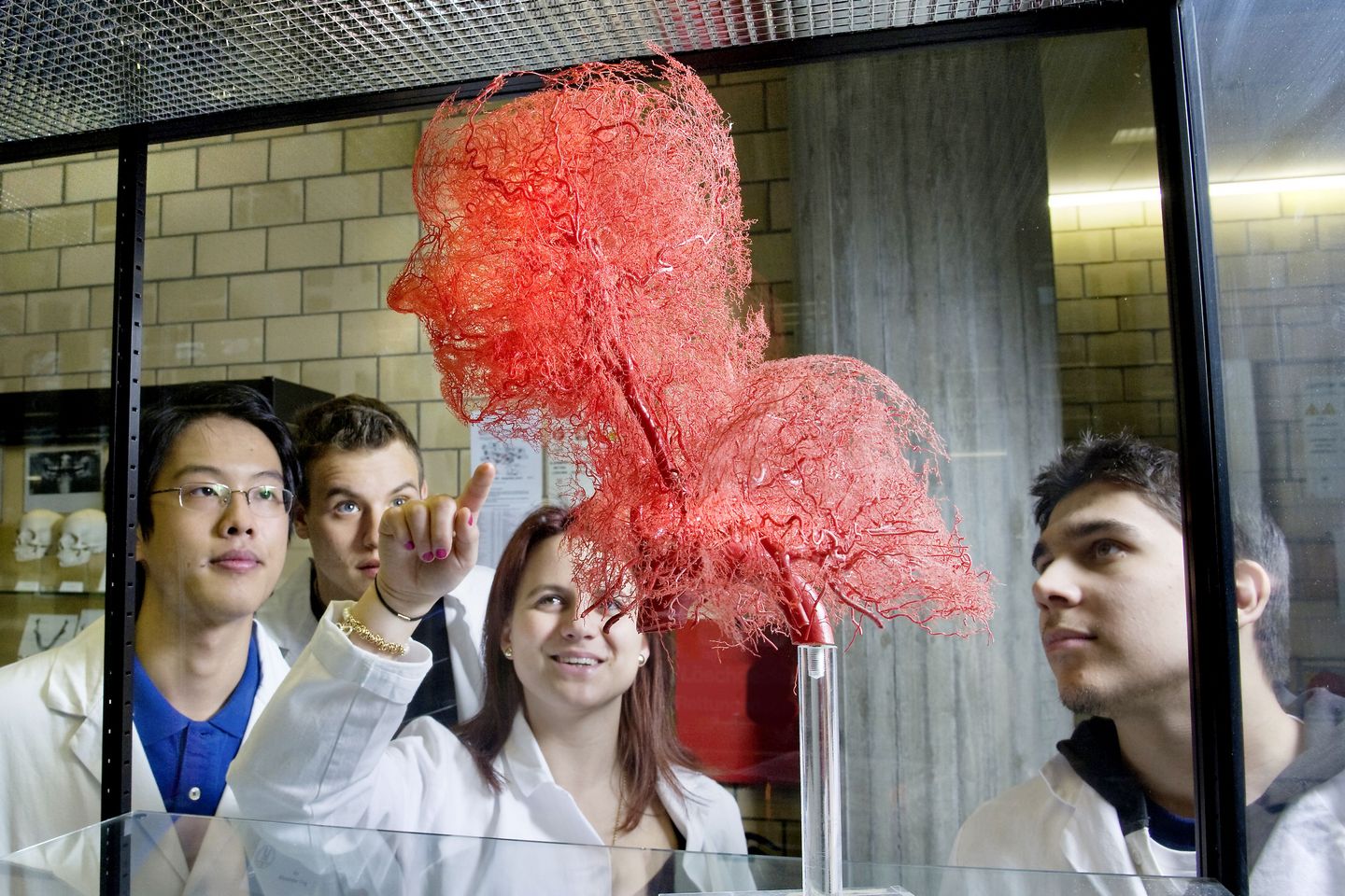 Four students from the Faculty of Medicine stand around a vitrine-like display shelf looking at an installation of a human head formed exclusively from the blood vessels found in the human body.