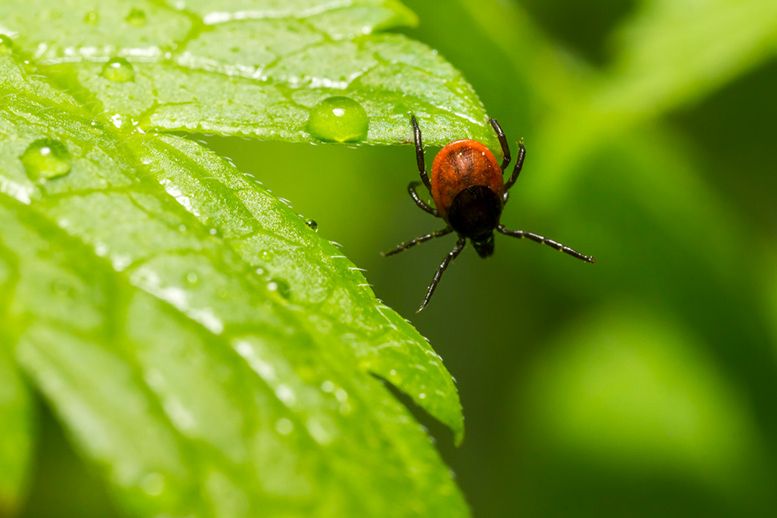 Eine Zecke klammert sich an ein grünes Blatt.