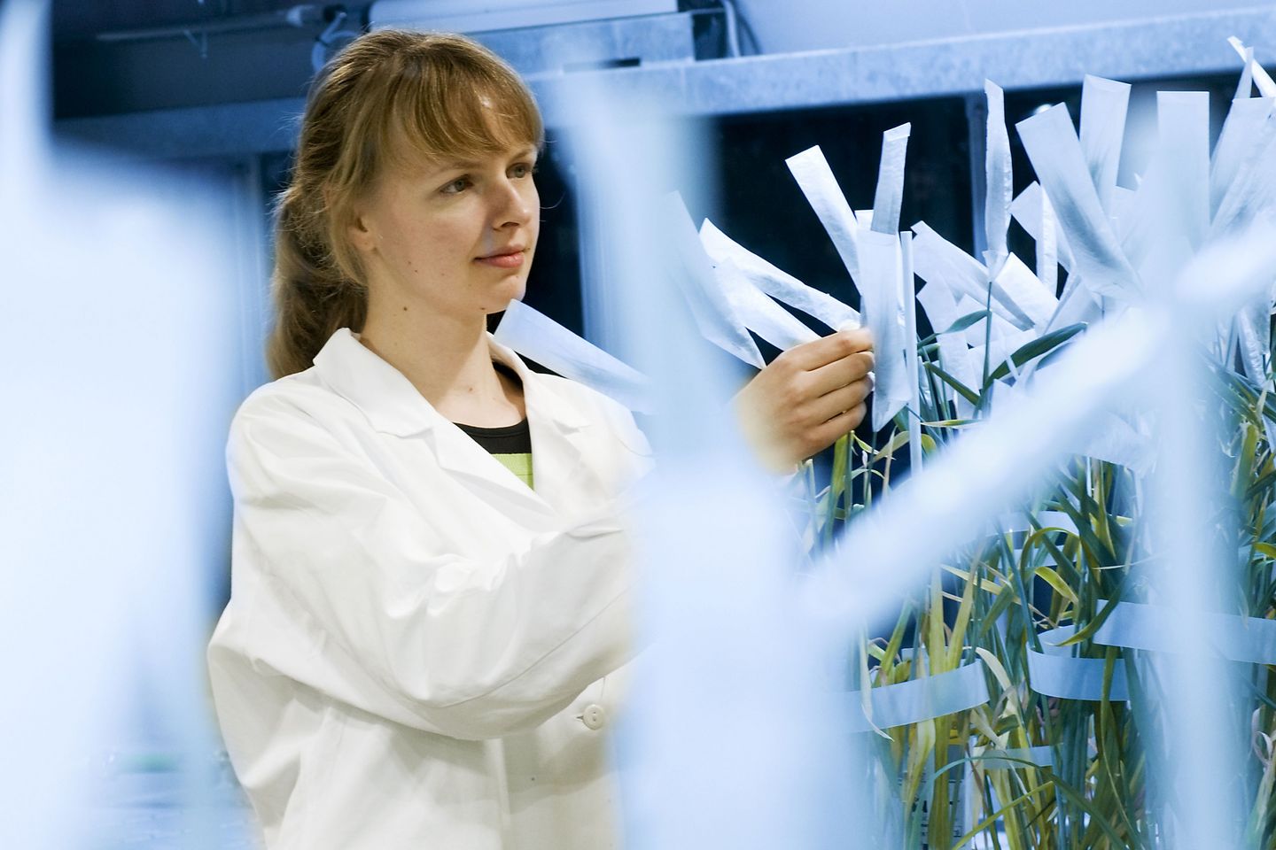 Eine junge Wissenschaftlerin in weissem Kittel untersuch Pflanzenhalme, die in papierähnliche Kappen gehüllt sind und zur Analyse von unbekannten Resistenzgenen dienen.